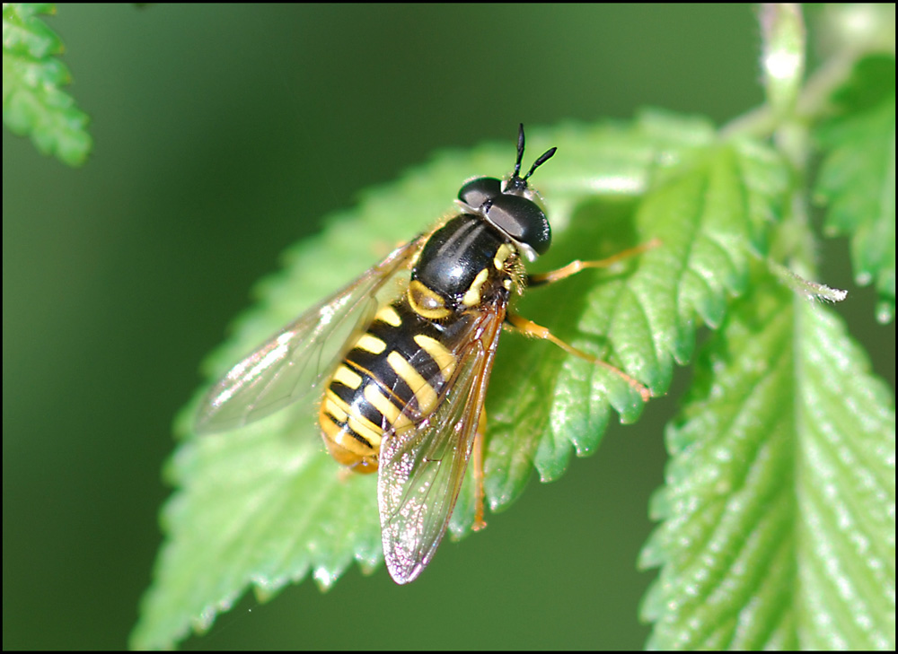 sirfide obeso: Chrysotoxum cf. cautum